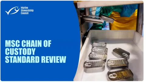 MSC Opens Review Of Chain Of Custody Standard For Public Consultation